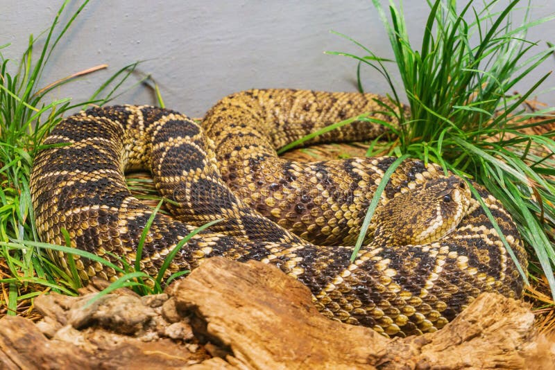 Close Up Shot of a Eastern Diamondback Rattlesnake Stock Photo Image