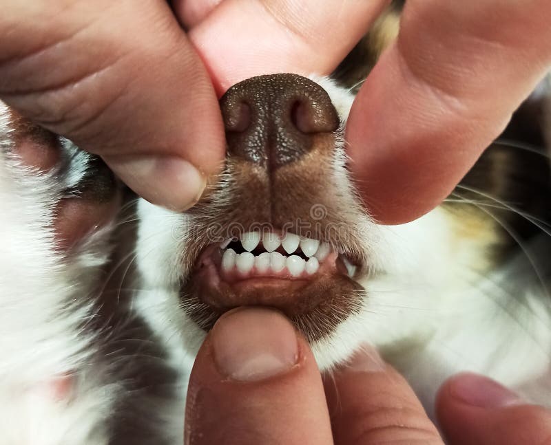 chihuahua teeth