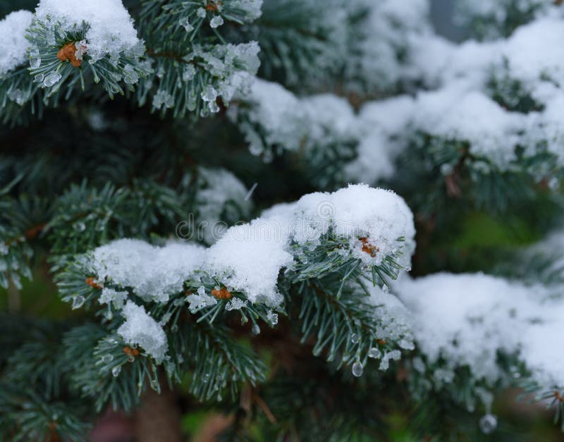 Close-up of a fir tree covered in snow royalty free stock photo