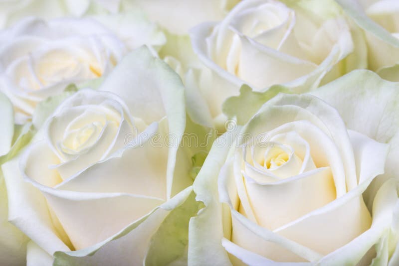 Cream white roses stock photo. Image of background, gift 117163906