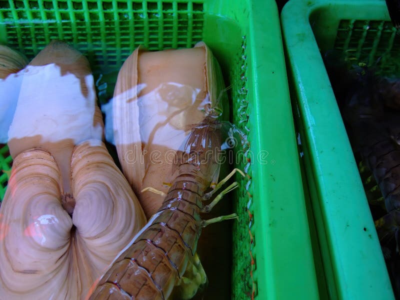 Close up shot of fresh geoduck and Mantis shrimp