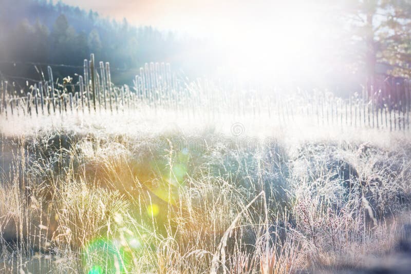 Frozen grass