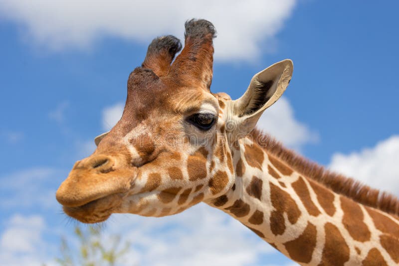 Close up shot of giraffe head