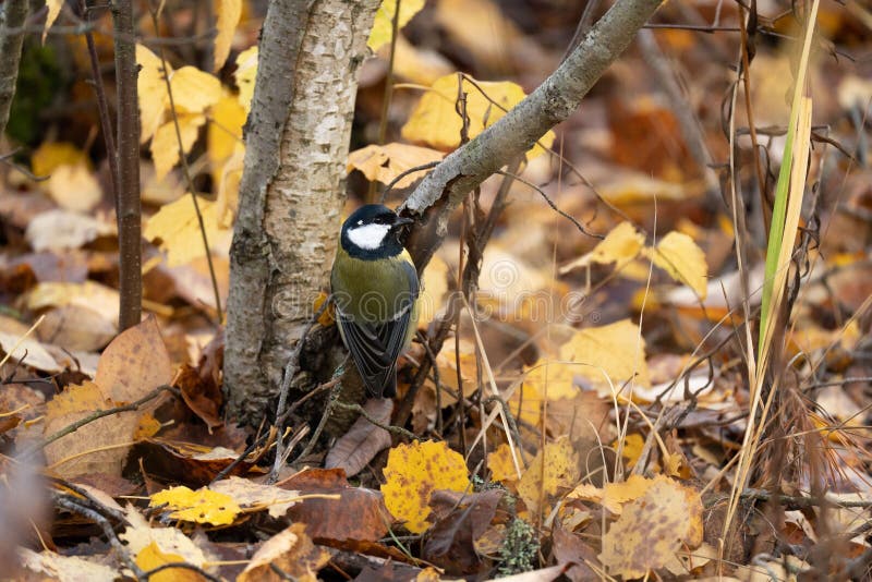 Close-up Shot of a Great Tit Sitting on a Branch Stock Image - Image of outdoors, ornithology