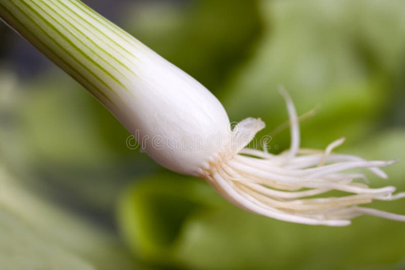 A close up shot on green, fresh spring onion