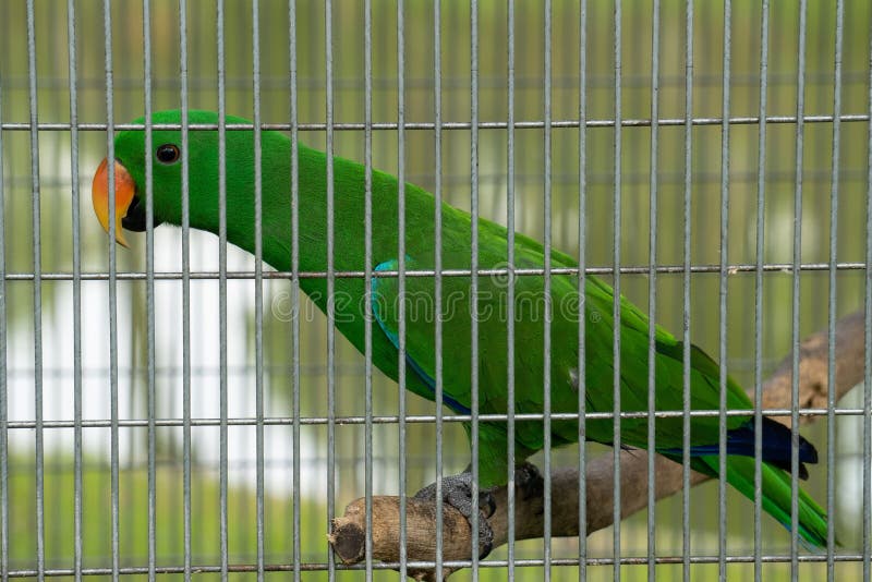 Close-up shot of a green parrot in a cage stock image