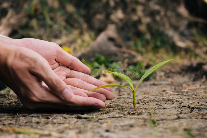 Hand planting the seedlings into the soil royalty free stock photo Hand planting the seedlings into the soil royalty free stock photo