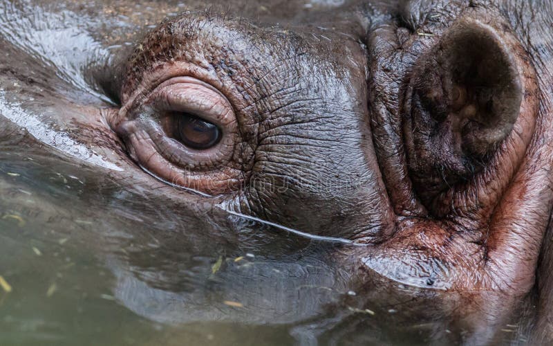 Close Up Shot of Hippo S Eye Stock Image - Image of hippopotamus ...