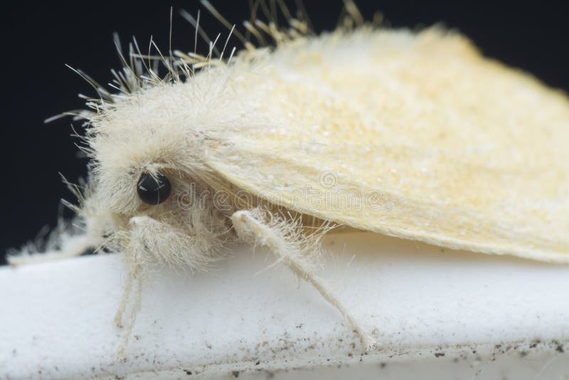 Close Up Shot of the Nygmiini Tussock Moth Stock Image - Image of life ...