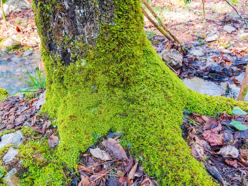 Close Up Shot of Many Peat Moss in Beavers Bend State Park Stock Photo