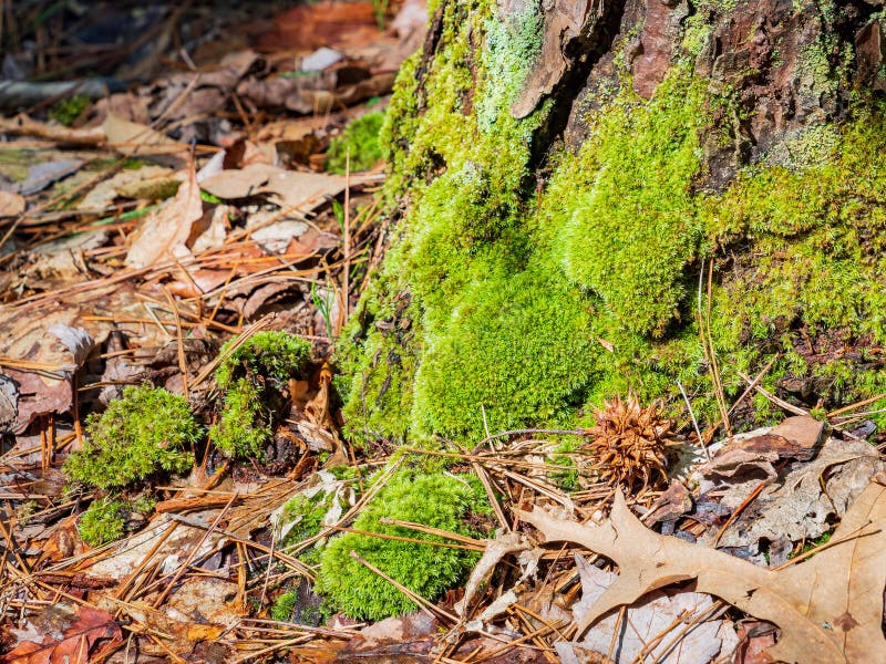 Close Up Shot of Many Peat Moss in Beavers Bend State Park Stock Photo