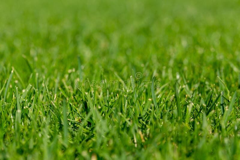 Close-up shot of mowed lawn. Green grass natural background texture.