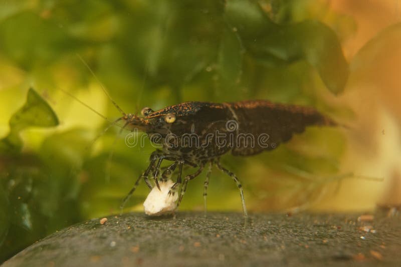 482 Neocaridina Shrimp Fry Stock Photos Free & RoyaltyFree Stock