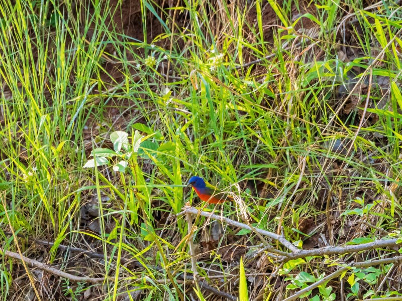 Close Up Shot of Painted Bunting on a Tree Stock Image Image of