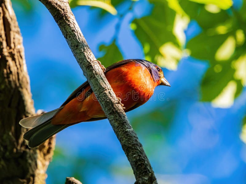 Close Up Shot of Painted Bunting on a Tree Stock Photo Image of