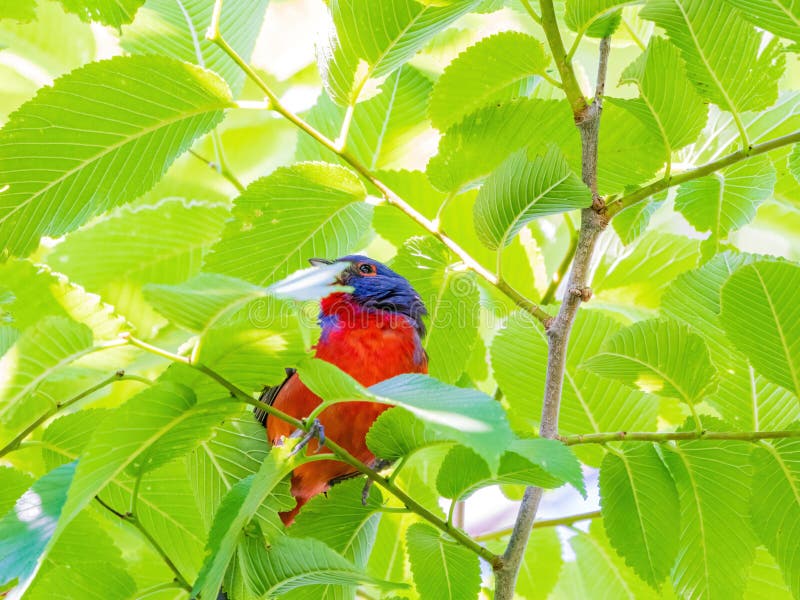 Close Up Shot of Painted Bunting on a Tree Stock Photo Image of