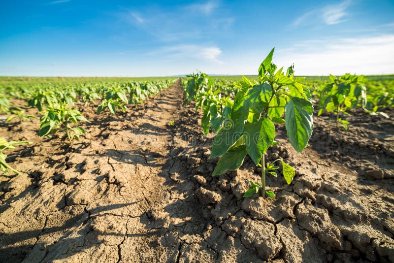 Closeup Shot of Paprika Plant. Stock Image Image of green, pepper