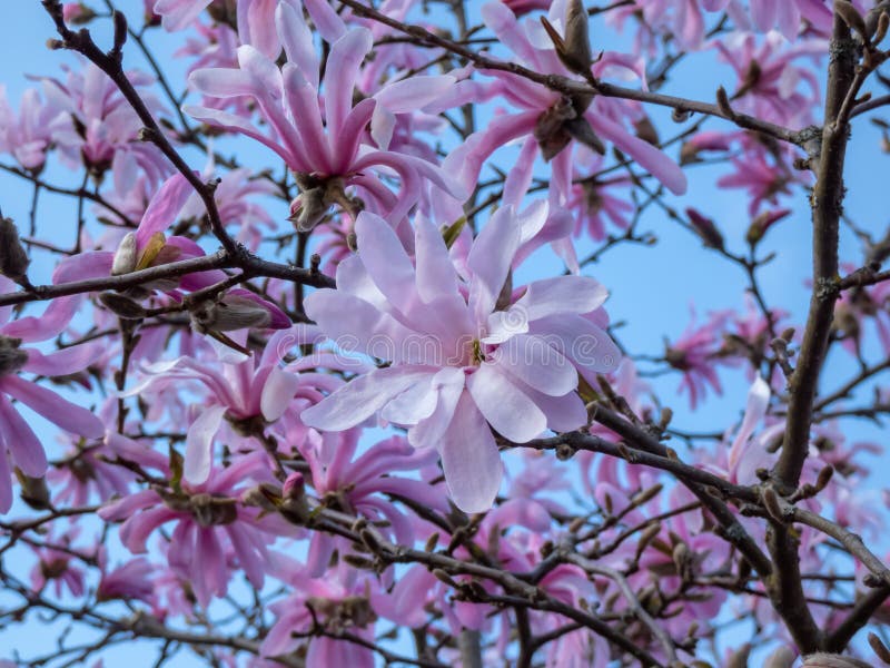 Close-up shot of the Pink star-shaped flowers of blooming Star magnolia - Magnolia stellata cultivar \ Rosea\