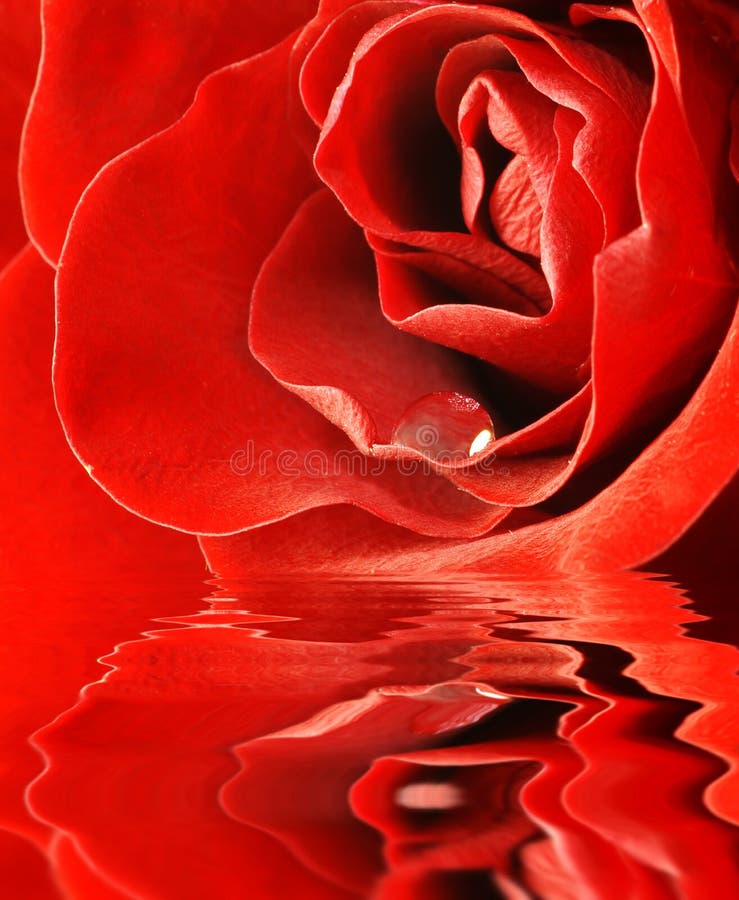 Close up shot of red rose