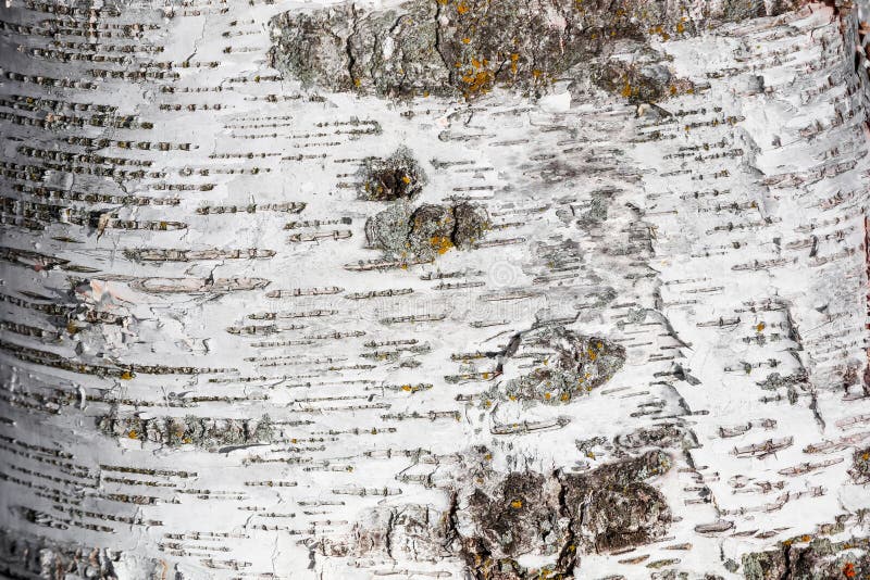 851 Silver Birch Close Up Stock Photos Free & RoyaltyFree Stock