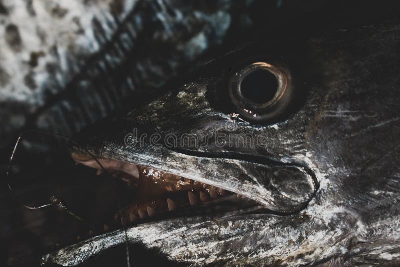 Close Up Shot of Spanish Mackerel Head with Eyes and Sharp Tooth Stock