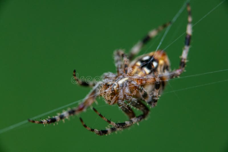 Spotted Orb Weaver Spider on Web royalty free stock photos Spotted Orb Weaver Spider on Web royalty free stock photos