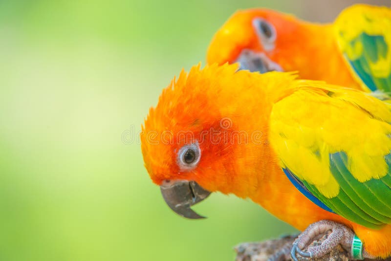 A close up shot of Sun conure beautiful colorful parrot royalty free stock image