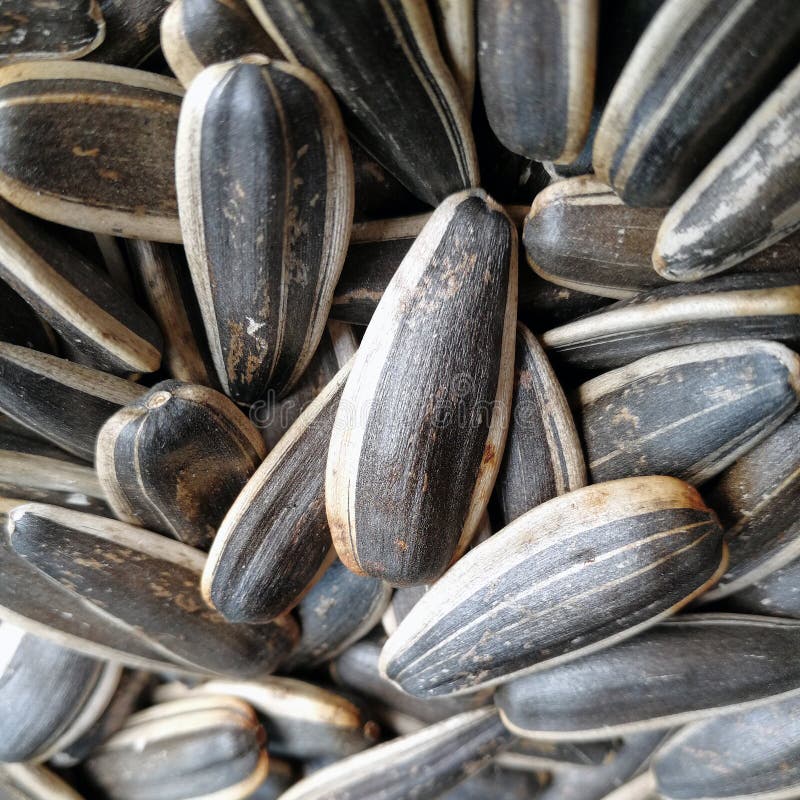 Sunflower Seeds stock image. Image of semen, nutritious 107056793