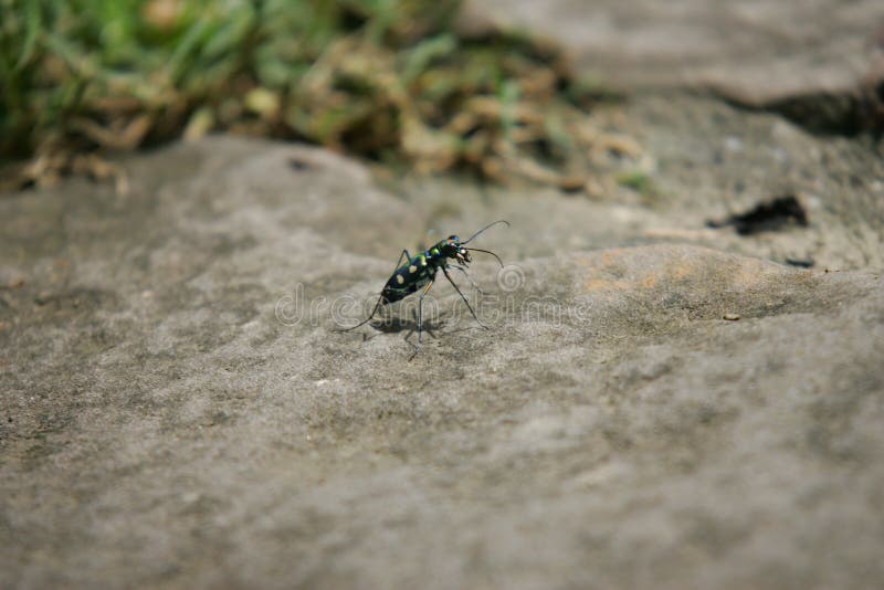 Close up shot of a Tiger beetle stock photos Close up shot of a Tiger beetle stock photos