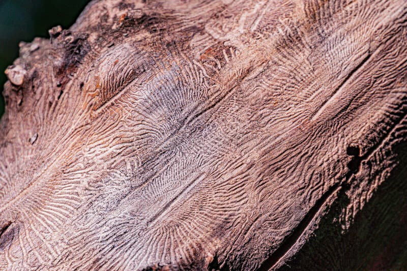 Close-up shot of tree bark, displaying various textures and patterns Multiple layers with contrasting rugged and smooth areas royalty free stock images
