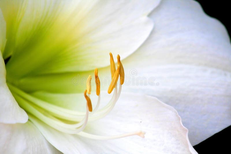 Close Up Shot Of White Lilly Flower