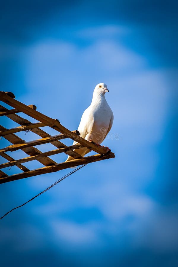 Close Up Shot of a White Pigeon Stock Photo Image of india, dslr