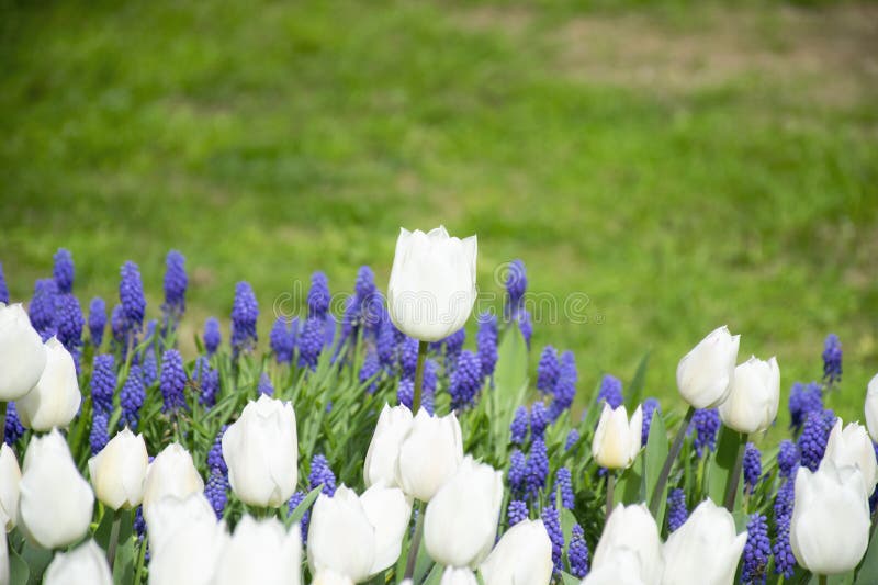 Close up shot of white tulips in Emirgan Park. The blooming white tulip in the spring.