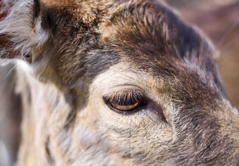 Close up shot of a wild deer, female whitetail deer