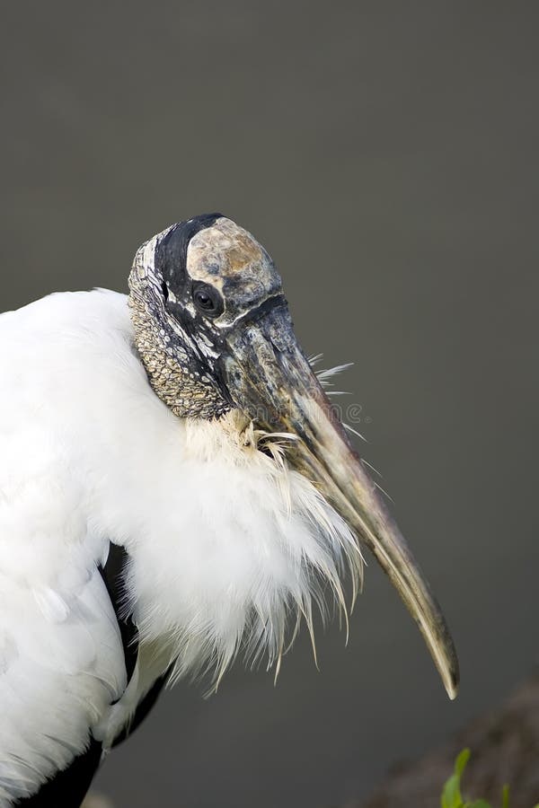 Close up shot of a wood stork