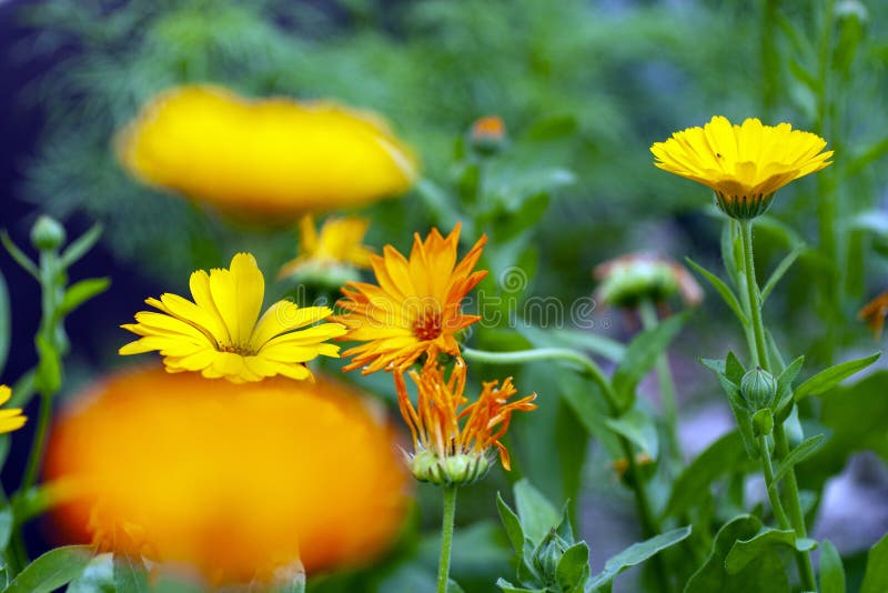 Close Up Shot of Yellow Daisy Flowers Stock Photo Image of botanic