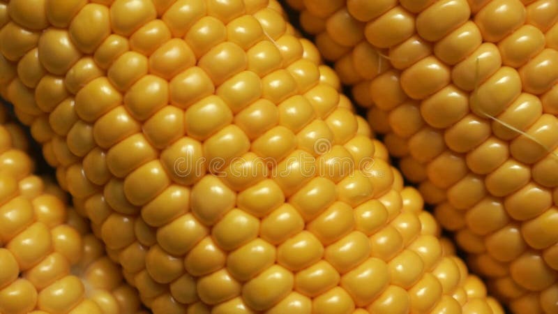 Close-up shot of yellow sweet freshly cooked corn rotates. View from above. Selective focus, shallow depth of field. View from abo