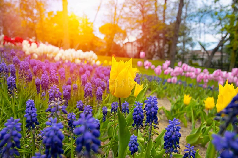 Close up shot of yellow tulips in Emirgan Park. The blooming yellow tulip in the spring. Yellow flower tulip lit by sunlight. Close up shot of yellow tulips in Emirgan Park. The blooming yellow tulip in the spring. Yellow flower tulip lit by sunlight.