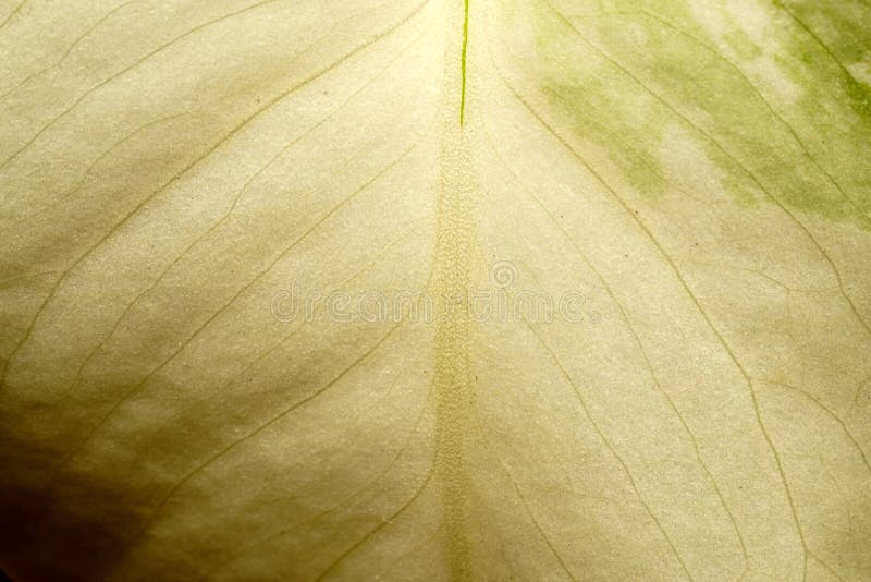 A close-up shot of a young Monstera Variegata leaf, predominantly white with subtle hints of green. The intricate pattern reveals the leaf's veins and unique variegation, showcasing a delicate blend of colors. This stunning mix of tones creates a striking visual, highlighting the natural beauty and distinctiveness of the plant.