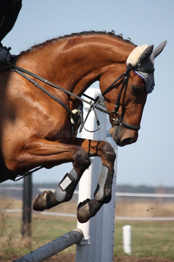 close-up pernas de cavalo esporte em show jumping na arena à luz do sol  evento de salto de cavalo, show jumping sports. 7074303 Foto de stock no  Vecteezy