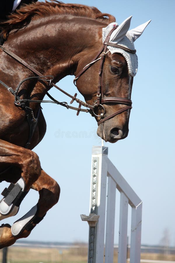 close-up pernas de cavalo esporte em show jumping na arena à luz do sol  evento de salto de cavalo, show jumping sports. 7074303 Foto de stock no  Vecteezy