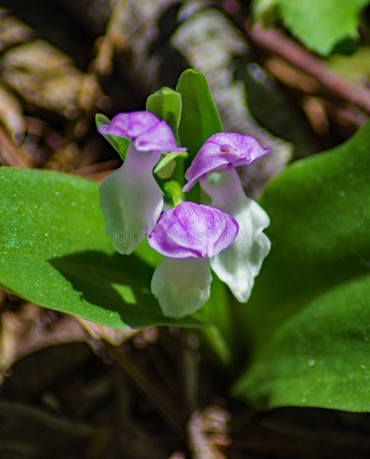 Close up Showy Skullcap Wildflowers