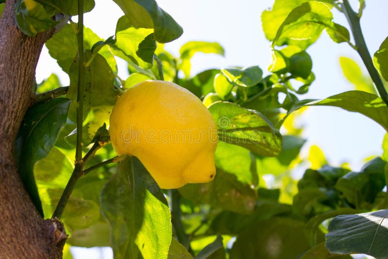 Sicilian lemons on sale Stock Photo - Alamy