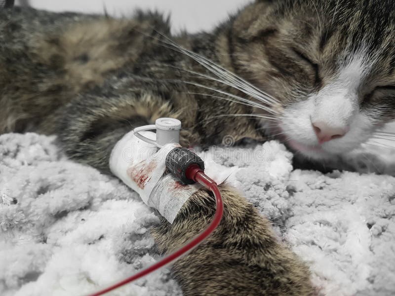 Close Upsick Cat Is Given A Blood Transfusion Stock Image Image Of