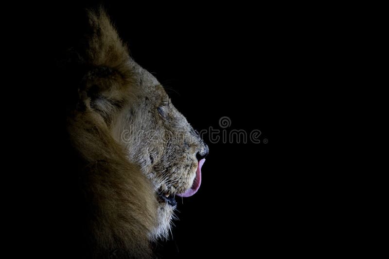 Close up side portrait of majestic big male lion. royalty free stock photos Close up side portrait of majestic big male lion. royalty free stock photos