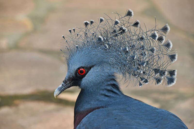 Close up side portrait of Victoria crowned pigeon