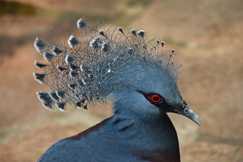 Close up side portrait of Victoria crowned pigeon