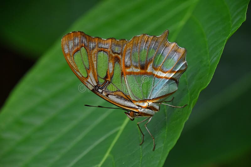 Green and brown tropical butterfly on leaf