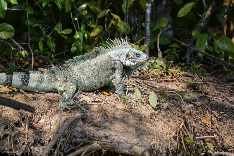 iguana tourism brazil