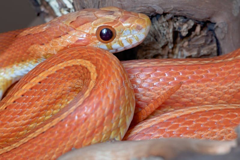 Close Up Side View Horizontal Portrait of Pet Orange Corn Snake Stock